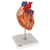 3B Scientific Human Heart Model with Bypass, 2 Times Life-Size, 4 Part Smart Anatomy