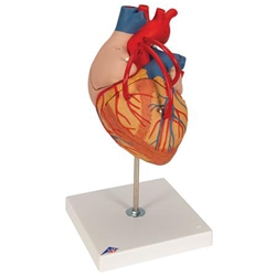 3B Scientific Human Heart Model with Bypass, 2 Times Life-Size, 4 Part Smart Anatomy