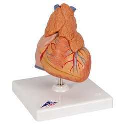 3B Scientific Classic Human Heart Model with Thymus, 3 Part Smart Anatomy