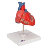 3B Scientific Classic Human Heart Model, 2 Part Smart Anatomy