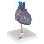 3B Scientific Classic Human Heart Model with Conducting System, 2 Part Smart Anatomy