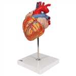 3B Scientific Human Heart Model, 2 Times Life-Size, 4 Part Smart Anatomy