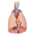3B Scientific Human Lung Model with Larynx, 7 Part Smart Anatomy