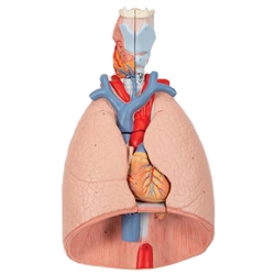3B Scientific Human Lung Model with Larynx, 7 Part Smart Anatomy