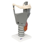 3B Scientific Functional Larynx Model, 2.5 Times Full-Size Smart Anatomy