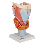 3B Scientific Human Larynx Model, 2 Times Full-Size, 7 Part Smart Anatomy