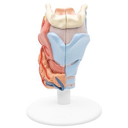 3B Scientific Human Larynx Model, 2 Part Smart Anatomy