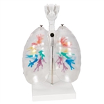 3B Scientific CT Bronchial Tree Model with Larynx & Transparent Lungs Smart Anatomy