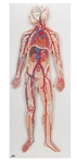 3B Scientific Human Circulatory System Model Smart Anatomy