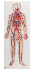 3B Scientific Human Circulatory System Model Smart Anatomy