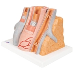3B Scientific 3B Micro Anatomy Artery & Vein Model, 14 Times Enlarged Smart Anatomy
