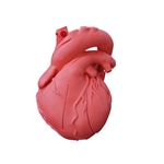 Erler Zimmer Heart Model, Flexible, Didactical Version