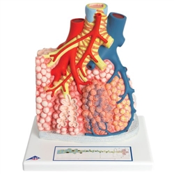 3B Scientific Model of Pulmonary Lobule with Surrounding Blood Vessels, 130 Times Magnified Smart Anatomy