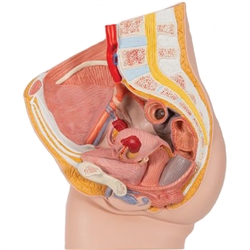 3B Scientific Female Pelvis Model in Median Section, 2 Part Smart Anatomy