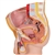 3B Scientific Male Pelvis Model in Median Section, 2 Part Smart Anatomy