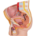 3B Scientific Male Pelvis Model in Median Section, 2 Part Smart Anatomy