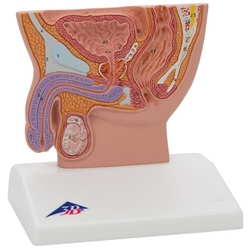 3B Scientific Male Pelvis Model in Median Section, 1/2 Life-Size Smart Anatomy