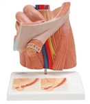 3B Scientific Inguinal Hernia Urology Model Smart Anatomy