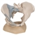 3B Scientific Female Pelvis Skeleton Model with Ligaments, 3 Part Smart Anatomy