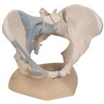 3B Scientific Female Pelvis Skeleton Model with Ligaments, 3 Part Smart Anatomy