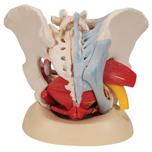 Human Anatomy Models: 3-Part Female Pelvis Anatomical Model, 3B Smart  Anatomy