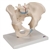 3B Scientific Male Pelvis Skeleton Model, 3 Part Smart Anatomy