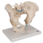 3B Scientific Male Pelvis Skeleton Model, 3 Part Smart Anatomy