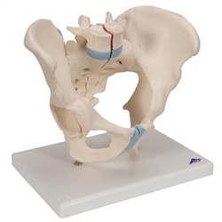 3B Scientific Male Pelvis Skeleton Model, 3 Part Smart Anatomy