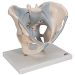 3B Scientific Human Male Pelvis Skeleton Model with Ligaments, 2 Part Smart Anatomy