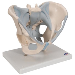 3B Scientific Human Male Pelvis Skeleton Model with Ligaments, 2 Part Smart Anatomy