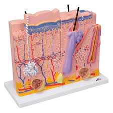 3B Scientific Human Skin Model, 80 Times Magnified, 3 Part Smart Anatomy