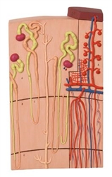3B Scientific Nephrons and Blood Vessels Model, 120 Times Full-Size Smart Anatomy