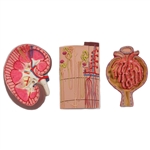 3B Scientific Human Kidney Section Model with Nephrons, Blood Vessels & Renal Corpuscle Smart Anatomy