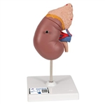 3B Scientific Kidney Model with Adrenal Gland, 2 Part Smart Anatomy