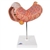 3B Scientific Human Stomach Model, 3 Part Smart Anatomy