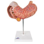 3B Scientific Human Stomach Model, 3 Part Smart Anatomy