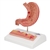 3B Scientific Human Stomach Section Model with Ulcers Smart Anatomy