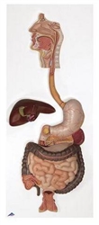 3B Scientific Human Digestive System Model, 2 Part Smart Anatomy