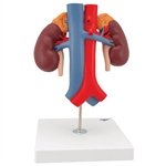 3B Scientific Human Kidneys Model with Vessels 2 Part Smart Anatomy