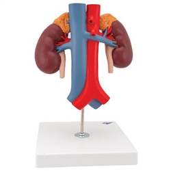 3B Scientific Human Kidneys Model with Vessels 2 Part Smart Anatomy