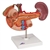 3B Scientific Life-Size Model of Rear Organs of Upper Abdomen Smart Anatomy