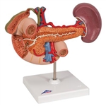 3B Scientific Life-Size Model of Rear Organs of Upper Abdomen Smart Anatomy