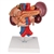 3B Scientific Human Kidneys Model with Rear Organs of Upper Abdomen, 3 Part Smart Anatomy