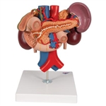 3B Scientific Human Kidneys Model with Rear Organs of Upper Abdomen, 3 Part Smart Anatomy