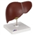 3B Scientific Liver Model with Gall Bladder Smart Anatomy