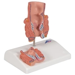 3B Scientific Hemorrhoid Model Smart Anatomy