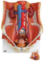 3B Scientific Dual Sex Urinary System Model, 6 Part Smart Anatomy