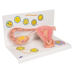 3B Scientific Ovaries & Fallopian Tubes Model with Stages of Fertilization, 2 Times magnified Smart Anatomy
