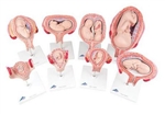 3B Scientific Pregnancy Models Series, 8 Individual Embryo & Fetus Models Smart Anatomy