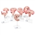3B Scientific Deluxe Pregnancy Models Series, 9 Individual Embryo & Fetus Models Smart Anatomy